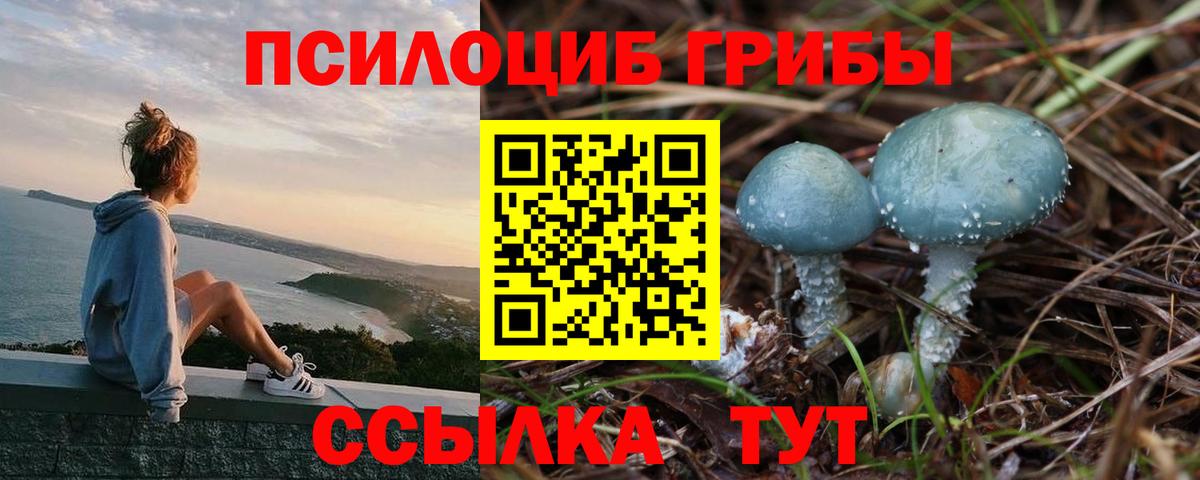 Псилоцибиновые грибы Psilocybine cubensis  Малоярославец 